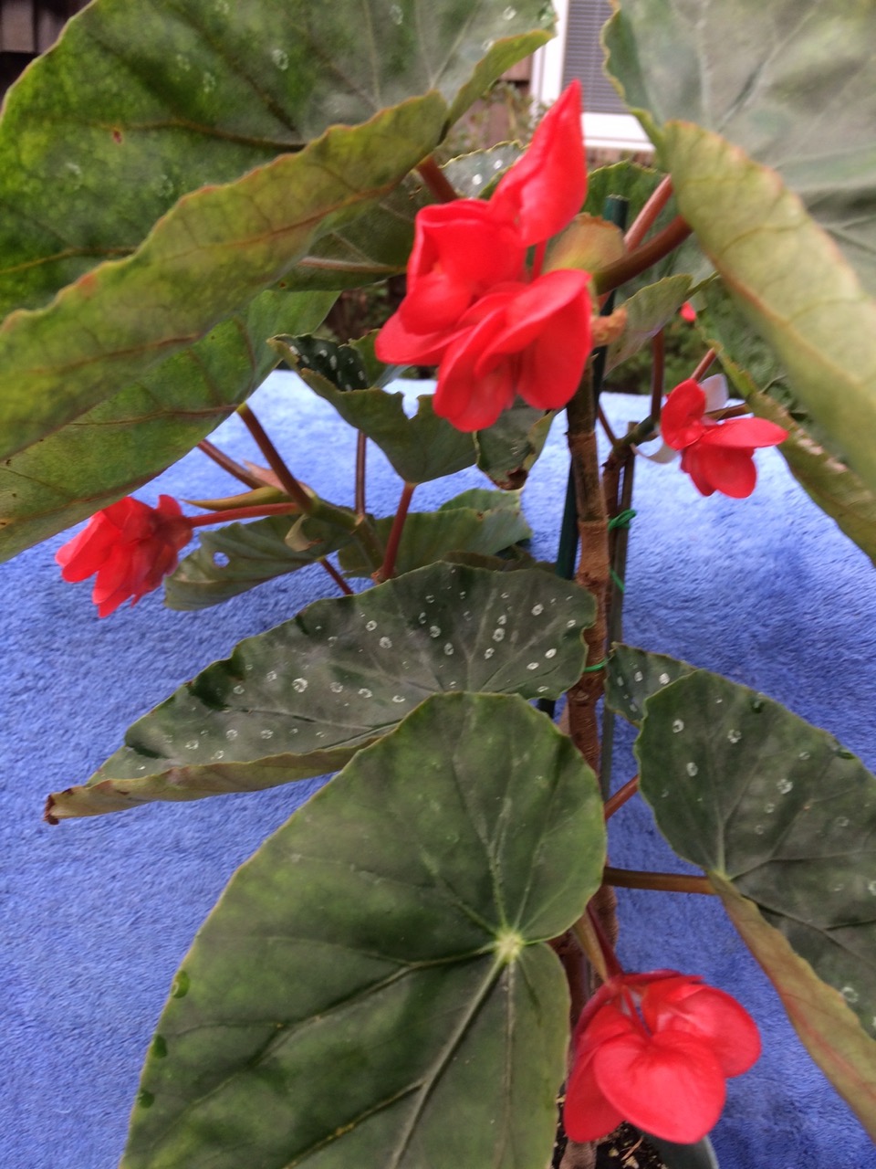 B. ‘Red Raven’